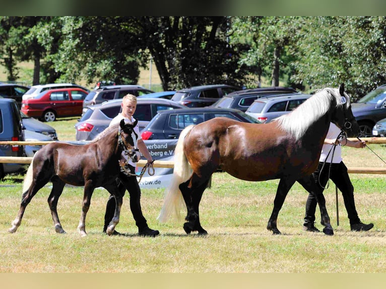 Black Forest-häst Hingst 1 år Fux in Hofstetten