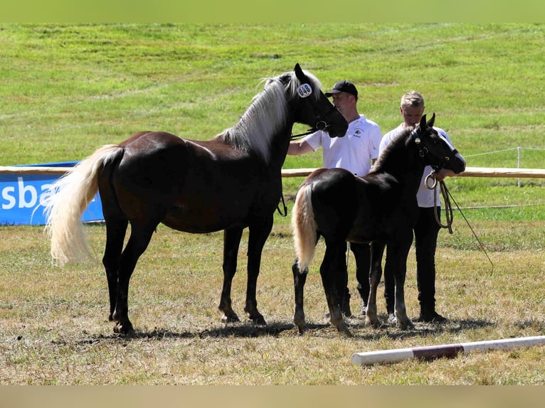 Black Forest-häst Hingst 1 år Fux in Hofstetten