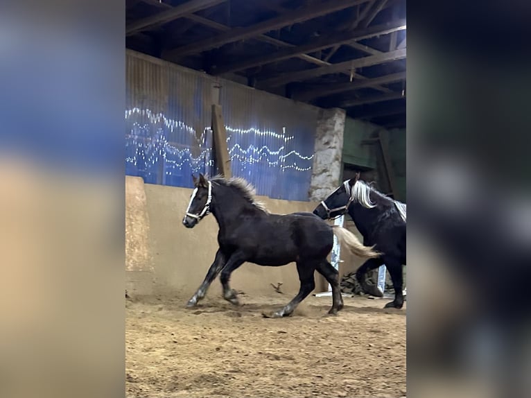 Black Forest-häst Hingst 1 år Fux in Welbsleben