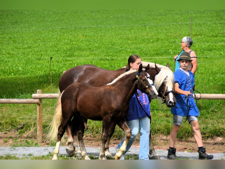 Black Forest-häst Hingst Föl (03/2024) 152 cm Fux in Bonndorf im Schwarzwald