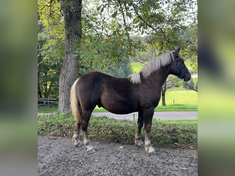 Black Forest-häst Hingst Föl (04/2024) 155 cm Fux in Freiamt