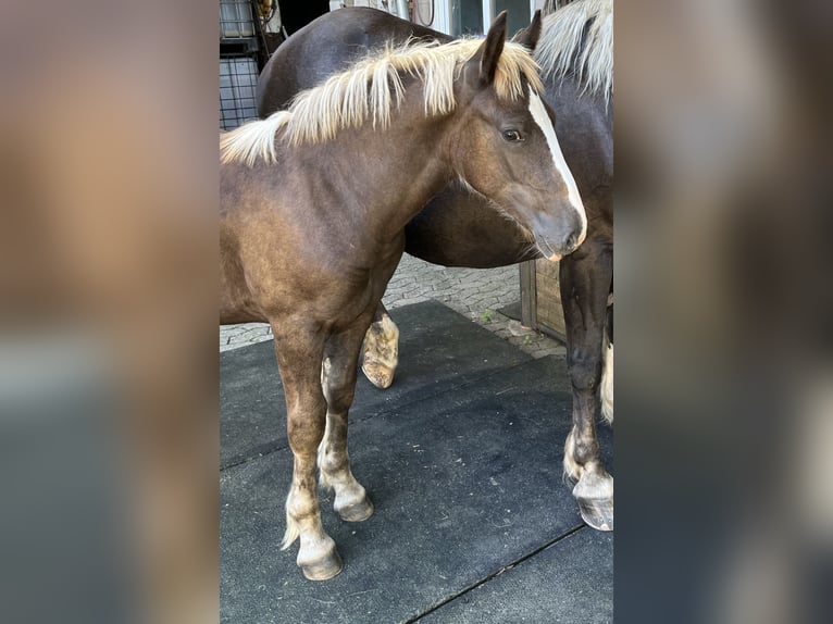 Black Forest-häst Hingst Föl (04/2024) 155 cm Fux in Freiamt