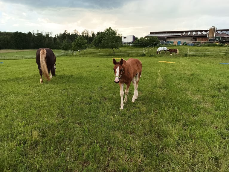 Black Forest-häst Hingst Föl (04/2024) 155 cm Fux in Filderstadt