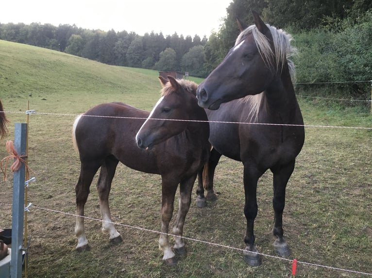 Black Forest-häst Hingst Föl (04/2024) 155 cm Fux in Gerstetten