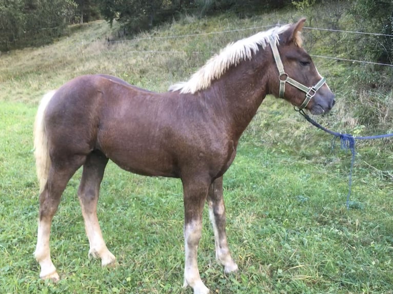 Black Forest-häst Hingst Föl (04/2024) 155 cm Fux in Gerstetten