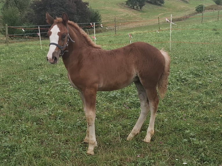 Black Forest-häst Hingst Föl (06/2024) Brun in Aalen