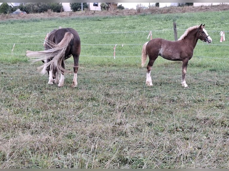 Black Forest-häst Hingst Föl (06/2024) Brun in Aalen