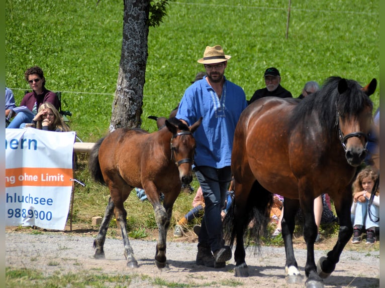 Black Forest-häst Hingst Föl (05/2024) Brun in Bonndorf im Schwarzwald