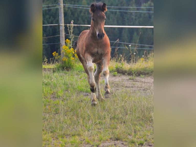 Black Forest-häst Hingst Föl (05/2024) Brun in Bonndorf im Schwarzwald