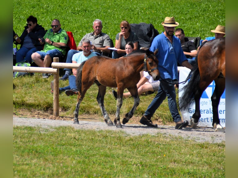 Black Forest-häst Hingst Föl (05/2024) Brun in Bonndorf im Schwarzwald