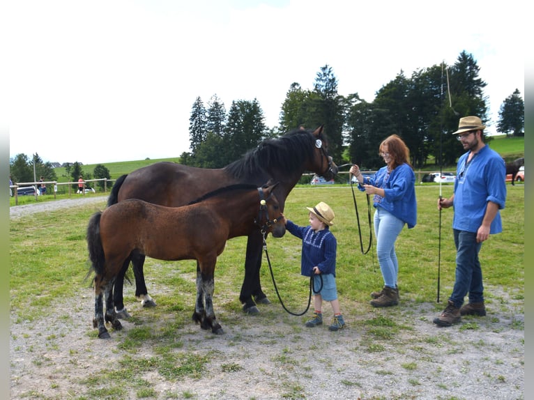 Black Forest-häst Hingst Föl (05/2024) Brun in Bonndorf im Schwarzwald