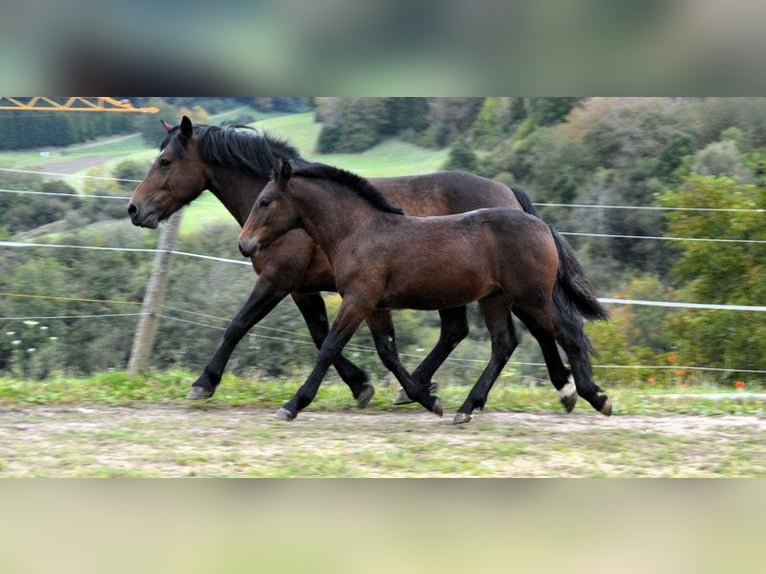 Black Forest-häst Hingst Föl (05/2024) Brun in Bonndorf im Schwarzwald