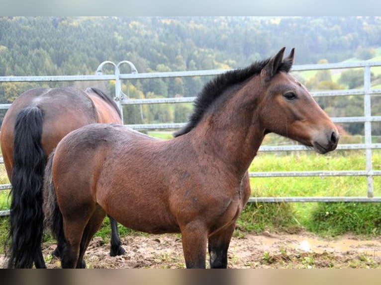 Black Forest-häst Hingst Föl (05/2024) Brun in Bonndorf im Schwarzwald