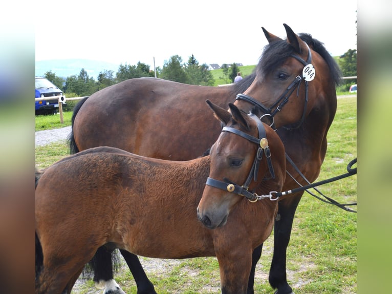 Black Forest-häst Hingst Föl (05/2024) Brun in Bonndorf im Schwarzwald