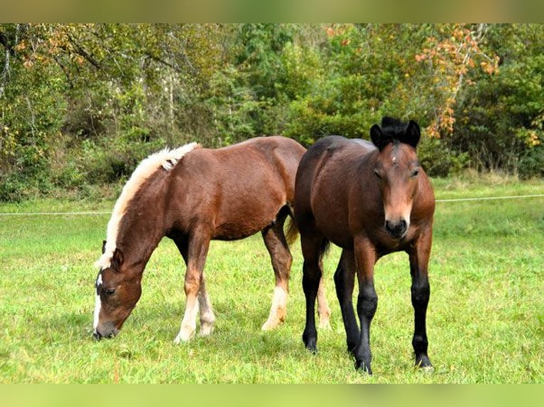 Black Forest-häst Hingst Föl (05/2024) Brun in Bonndorf im Schwarzwald