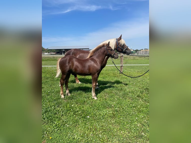 Black Forest-häst Hingst Föl (04/2024) in Belgern