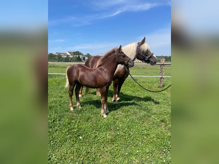 Black Forest-häst Hingst Föl (04/2024) in Belgern