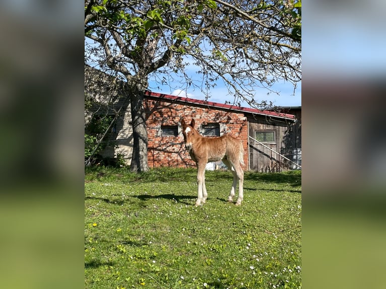 Black Forest-häst Hingst Föl (04/2024) in Belgern