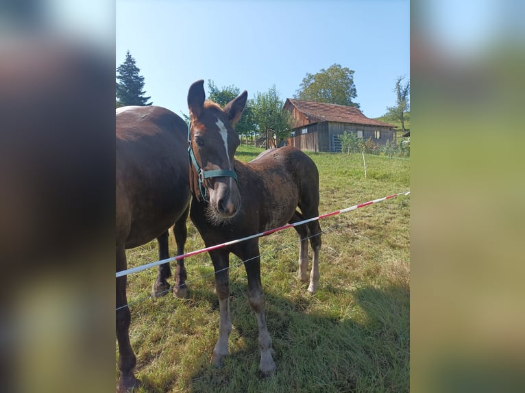 Black Forest-häst Hingst Föl (05/2024) Fux in Elzach-Prechtal