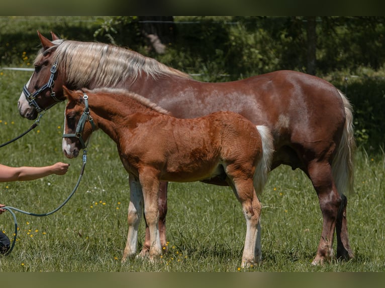 Black Forest-häst Hingst Föl (04/2024) fux in Haslach