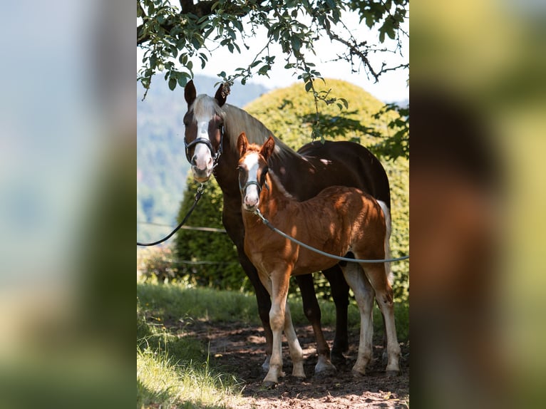 Black Forest-häst Hingst Föl (04/2024) fux in Haslach