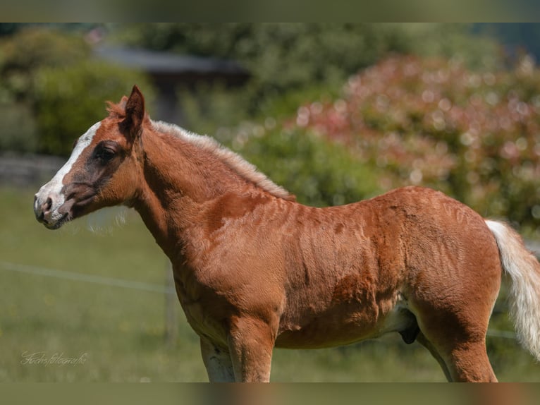 Black Forest-häst Hingst Föl (04/2024) fux in Haslach