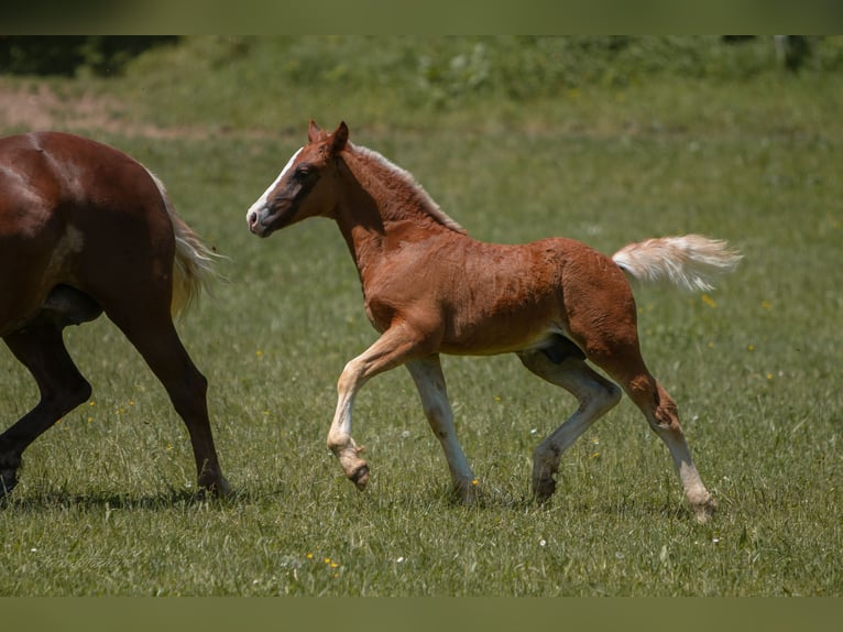 Black Forest-häst Hingst Föl (04/2024) fux in Haslach