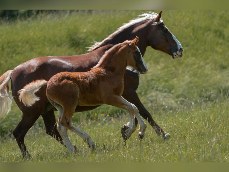 Black Forest-häst Hingst Föl (04/2024) fux in Haslach