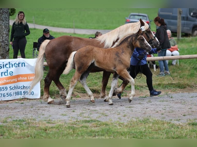 Black Forest-häst Hingst Föl (05/2024) fux in Gütenbach