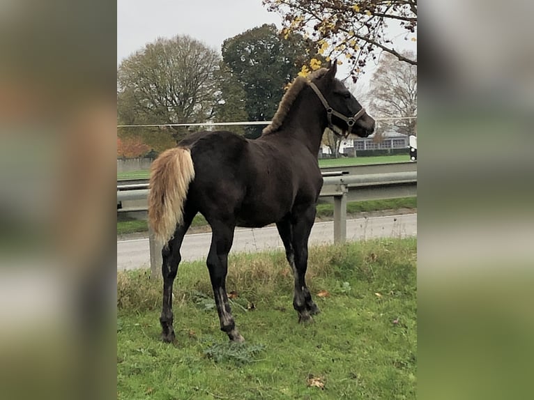 Black Forest-häst Hingst Föl (06/2024) Fux in Hermaringen