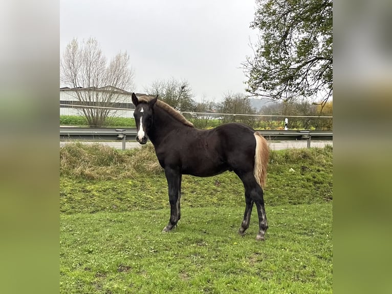 Black Forest-häst Hingst Föl (06/2024) Fux in Hermaringen