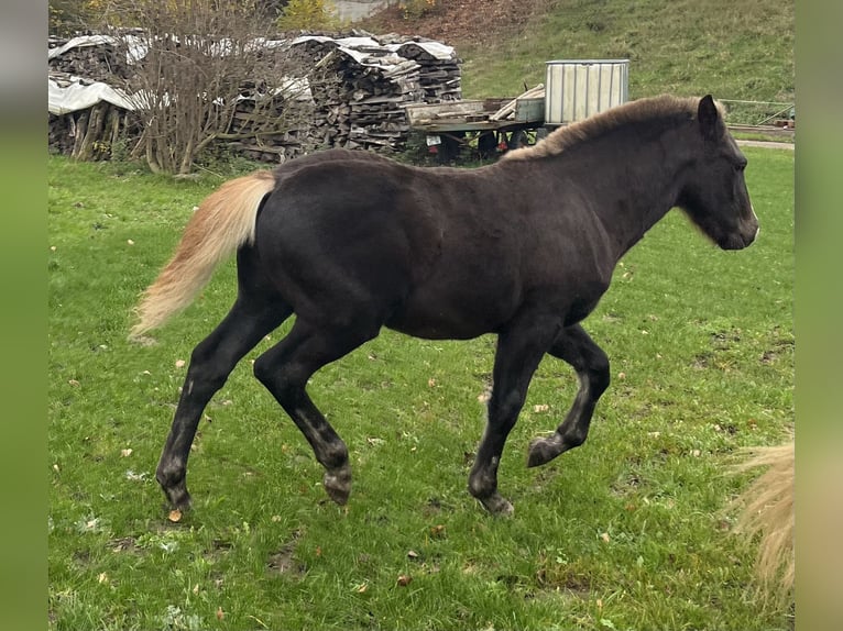 Black Forest-häst Hingst Föl (06/2024) Fux in Hermaringen