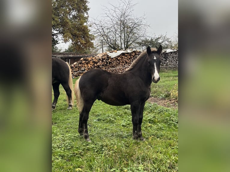 Black Forest-häst Hingst Föl (06/2024) Fux in Hermaringen