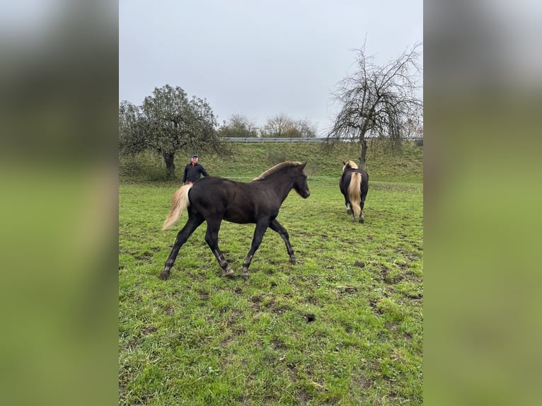 Black Forest-häst Hingst Föl (06/2024) Fux in Hermaringen