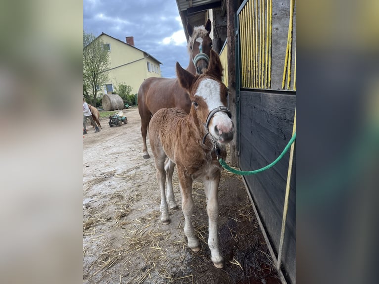 Black Forest-häst Hingst Föl (02/2024) Fux in Reichelsheim