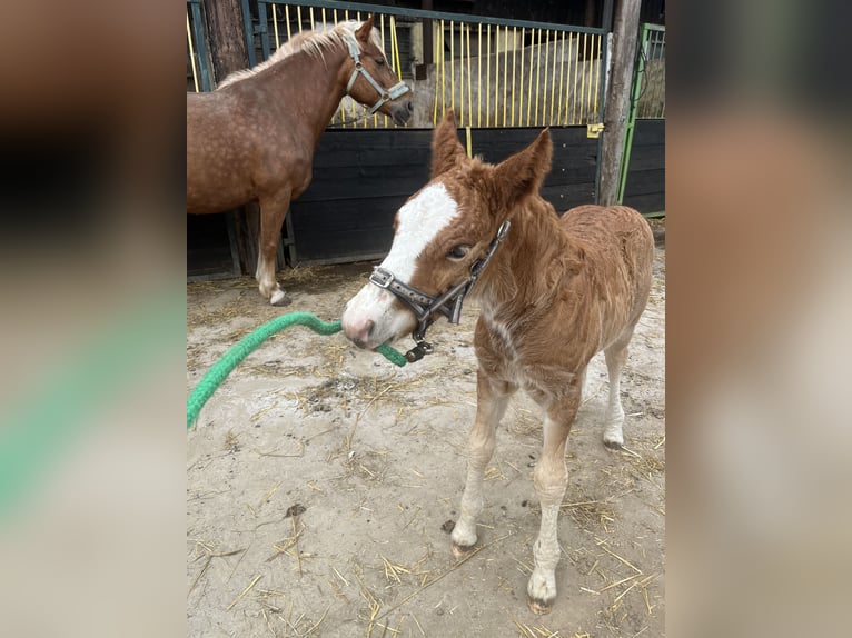 Black Forest-häst Hingst Föl (02/2024) Fux in Reichelsheim