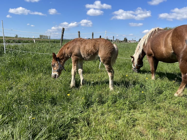 Black Forest-häst Hingst Föl (02/2024) Fux in Reichelsheim