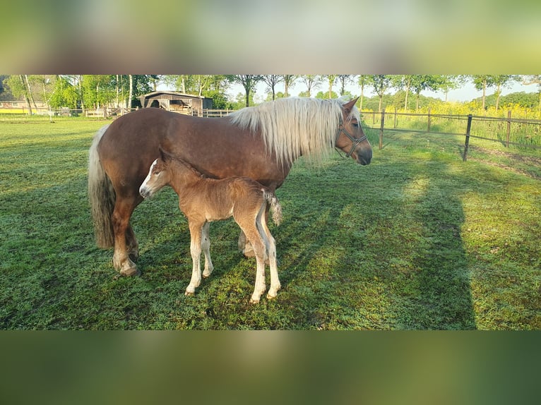 Black Forest-häst Hingst Föl (05/2024) Fux in Geesteren