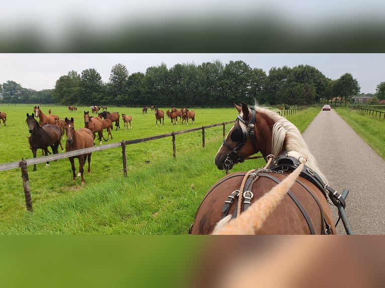 Black Forest-häst Hingst Föl (05/2024) Fux in Geesteren