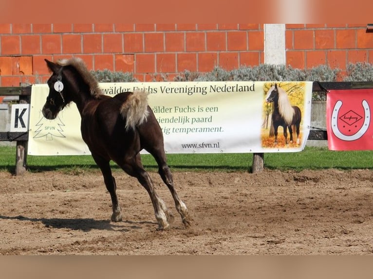 Black Forest-häst Hingst Föl (05/2024) Fux in Geesteren