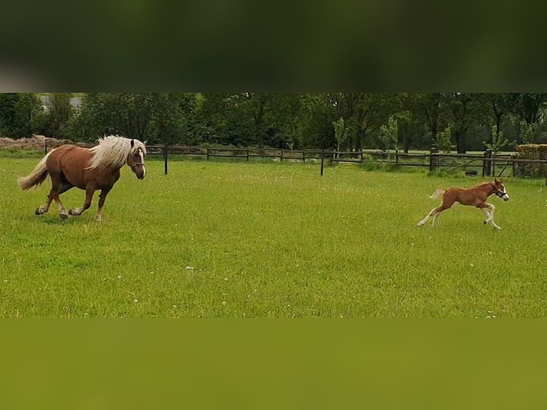 Black Forest-häst Hingst Föl (05/2024) Fux in Geesteren