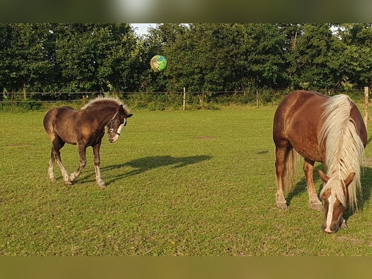 Black Forest-häst Hingst Föl (05/2024) Fux in Geesteren