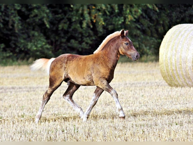 Black Forest-häst Hingst Föl (04/2024) Fux in Ankum