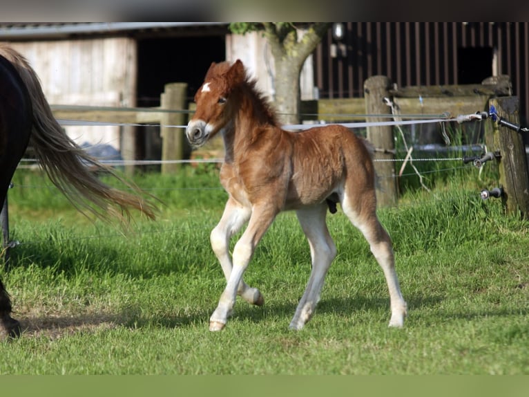 Black Forest-häst Hingst Föl (04/2024) Fux in Ankum