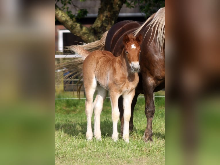 Black Forest-häst Hingst Föl (04/2024) Fux in Ankum