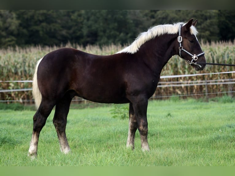 Black Forest-häst Hingst Föl (04/2024) Fux in Ankum