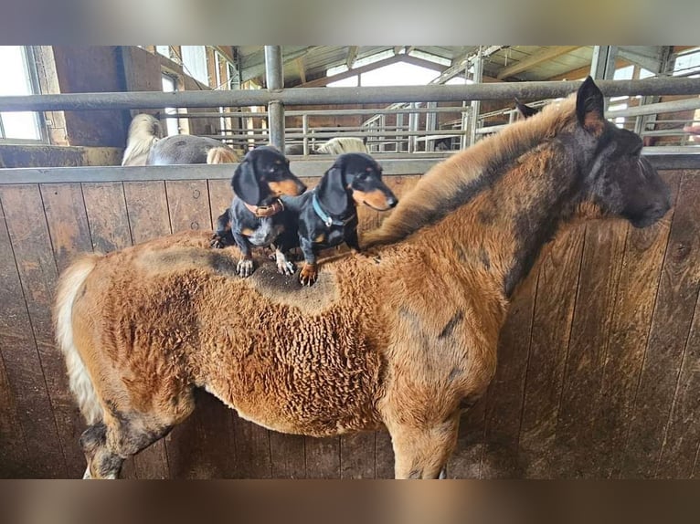 Black Forest-häst Hingst Föl (03/2024) Fux in Bad Wurzach