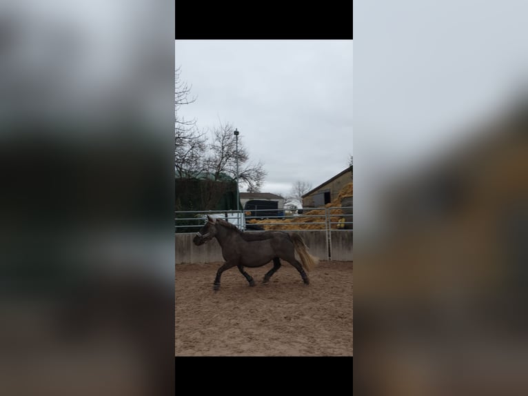 Black Forest-häst Blandning Sto 13 år 145 cm Fux in Ludwigsburg