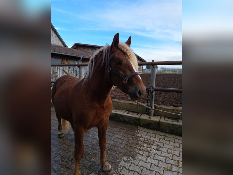 Black Forest-häst Sto 1 år 152 cm Fux in Sulz am Neckar