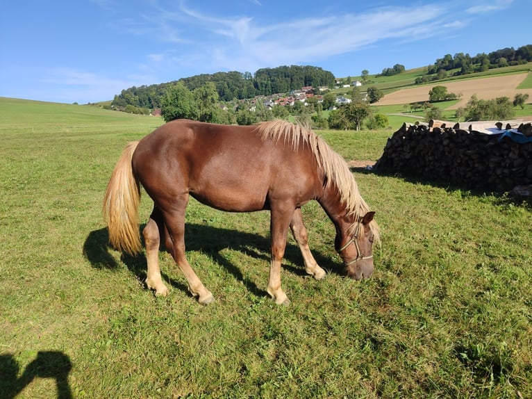 Black Forest-häst Sto 1 år Fux in Ühlingen-Birkendorf